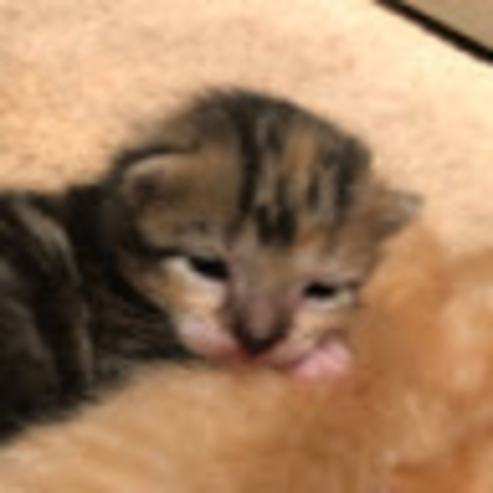 Meet your Posher, Janelle